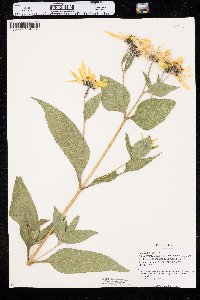 Helianthus tuberosus image