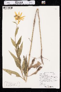 Helianthus tuberosus image