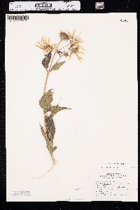 Helianthus tuberosus image