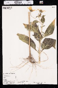 Helianthus tuberosus image