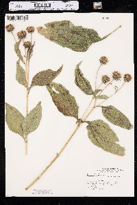 Helianthus tuberosus image