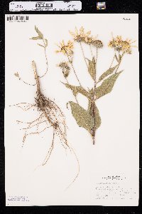 Helianthus tuberosus image