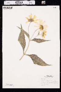 Helianthus tuberosus image