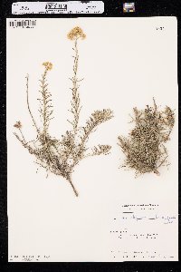 Helichrysum italicum image