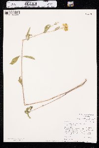 Heliomeris multiflora var. multiflora image