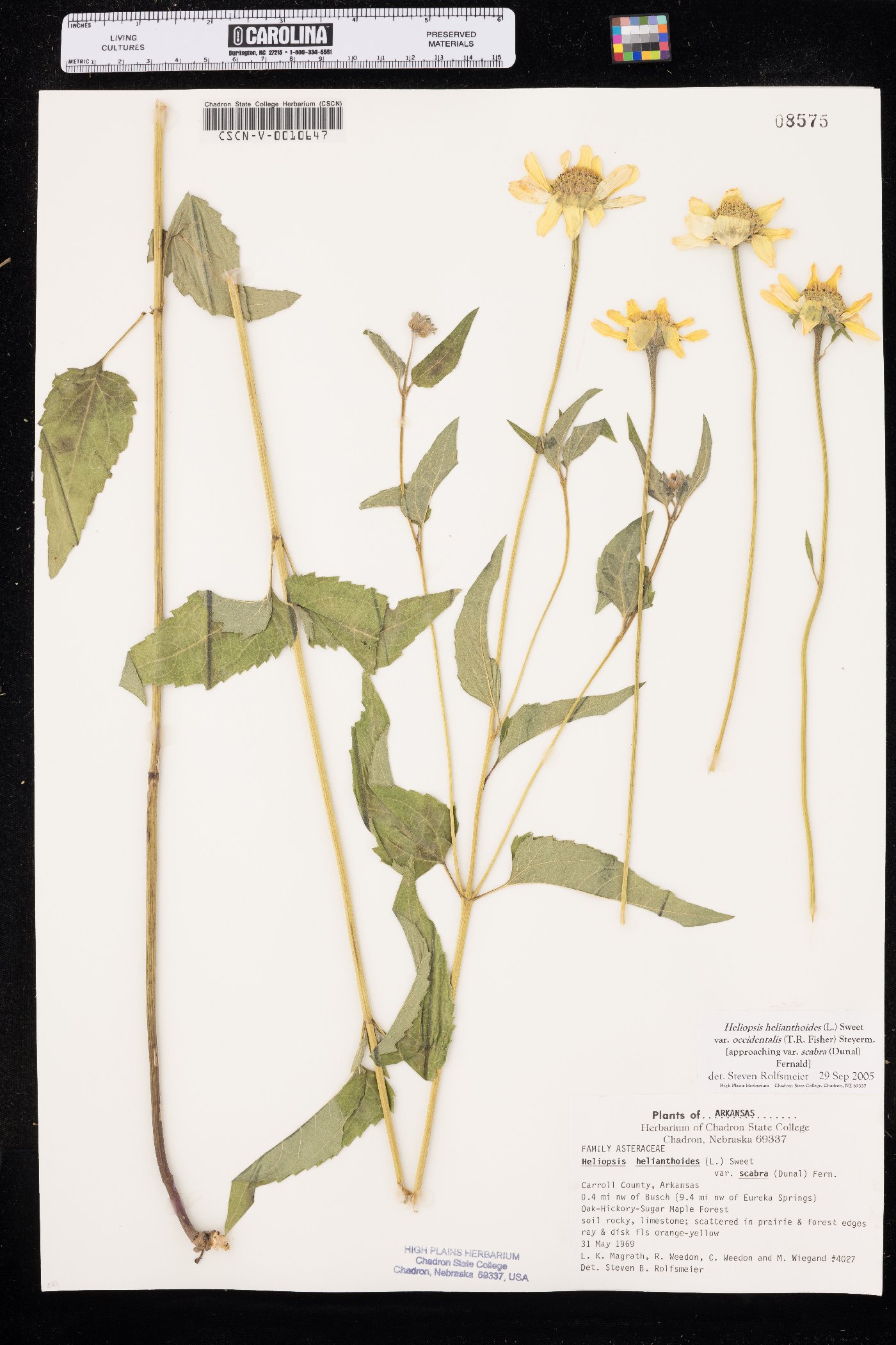 Heliopsis helianthoides var. occidentalis image