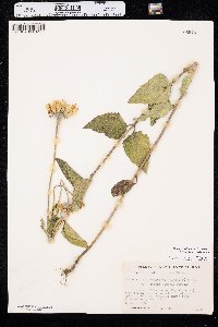 Heliopsis helianthoides var. occidentalis image