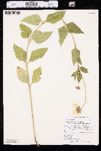 Heliopsis helianthoides var. occidentalis image