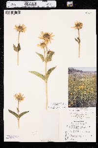 Heliopsis helianthoides var. occidentalis image