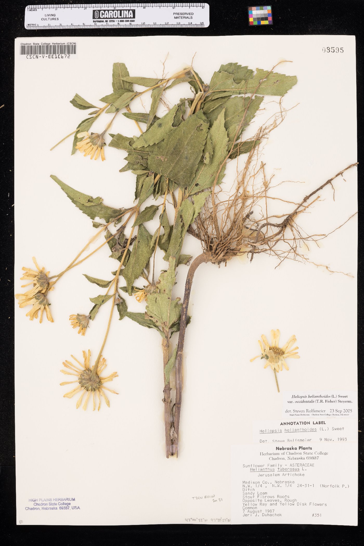 Heliopsis helianthoides var. occidentalis image