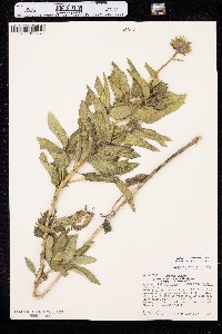 Heliopsis helianthoides var. occidentalis image