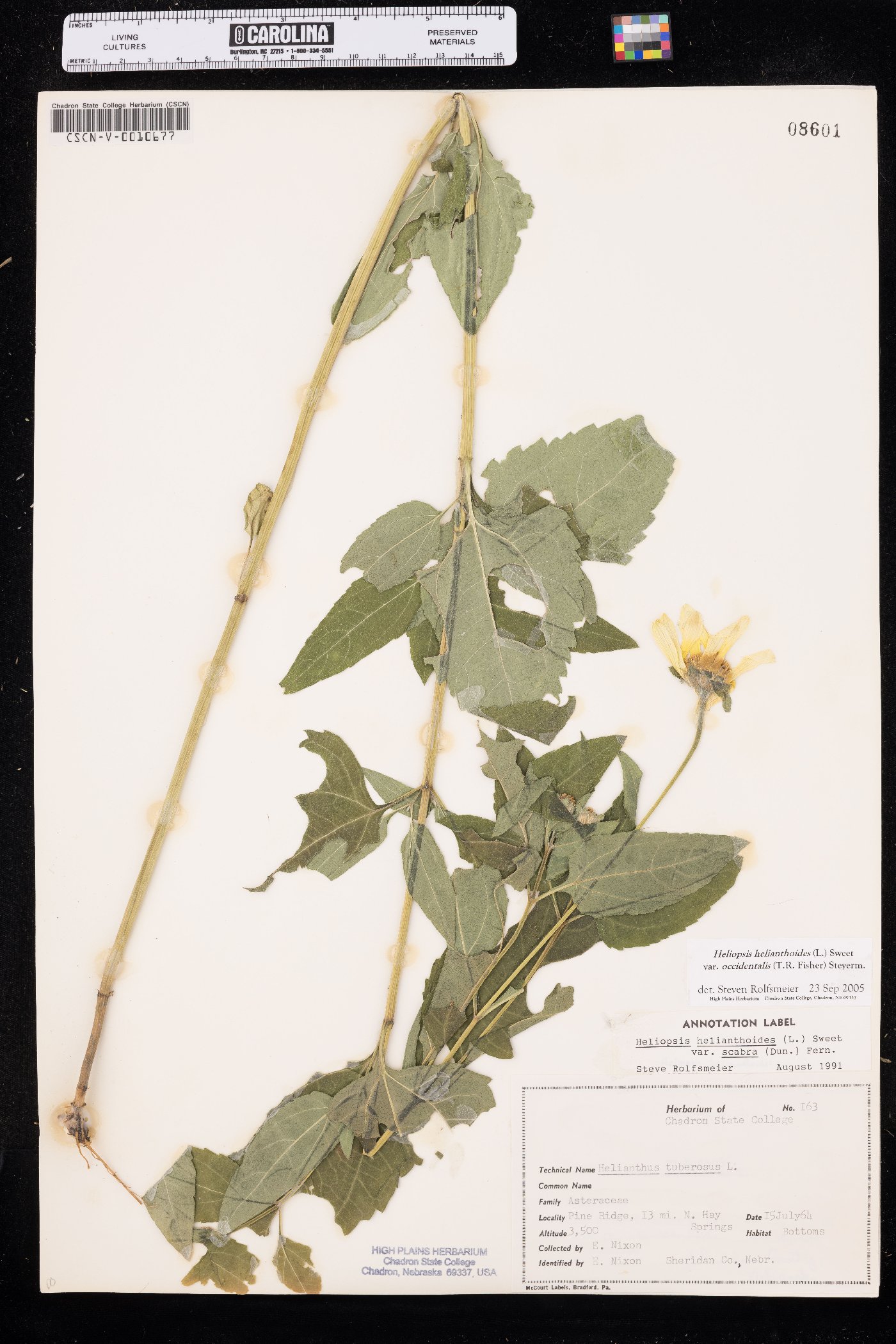 Heliopsis helianthoides var. occidentalis image