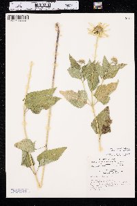 Heliopsis helianthoides var. occidentalis image