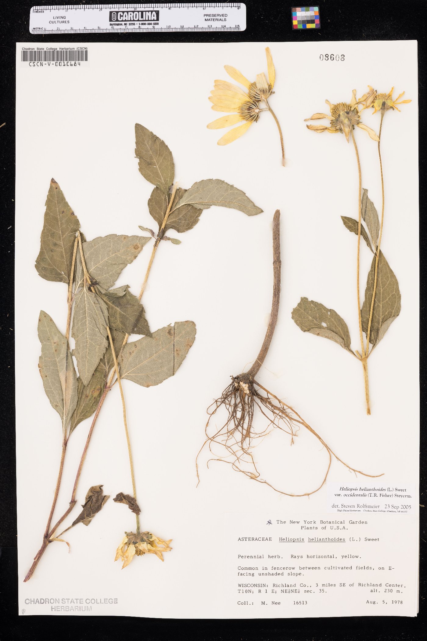 Heliopsis helianthoides var. occidentalis image