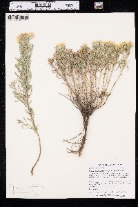 Heterotheca villosa var. angustifolia image