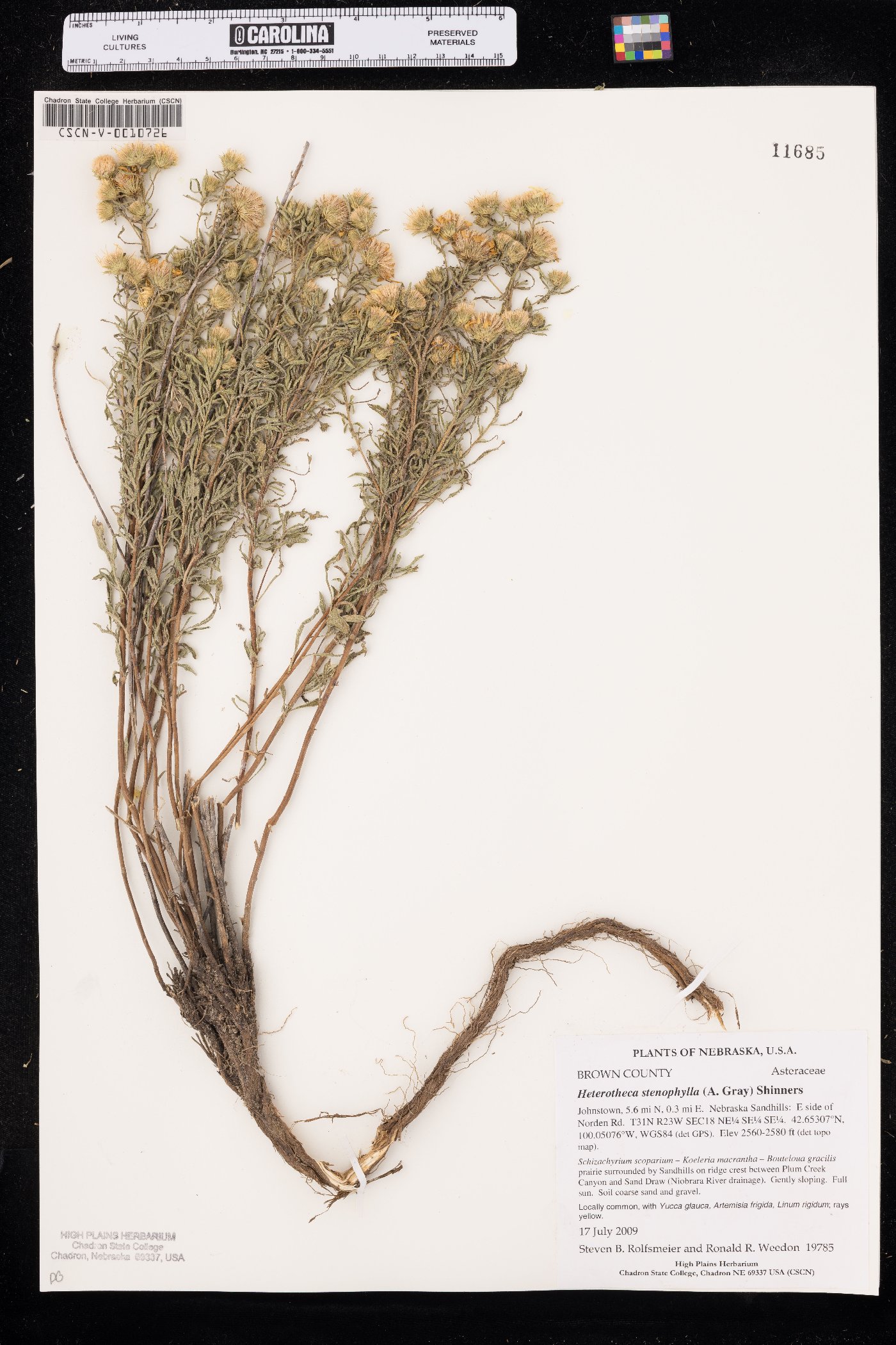Heterotheca scabrifolia image