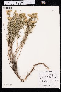 Heterotheca scabrifolia image