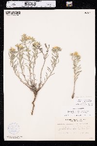 Heterotheca villosa var. angustifolia image