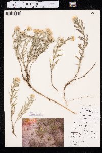 Heterotheca villosa var. angustifolia image