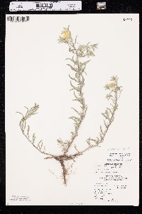 Heterotheca villosa var. angustifolia image