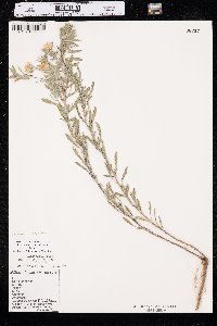 Heterotheca villosa var. angustifolia image