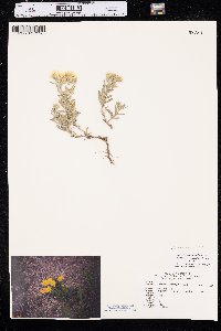 Heterotheca villosa var. angustifolia image