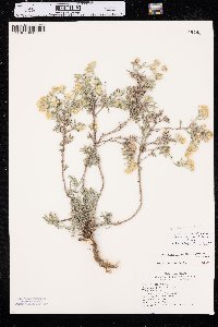 Heterotheca villosa var. angustifolia image