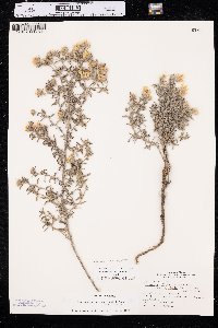 Heterotheca villosa var. angustifolia image