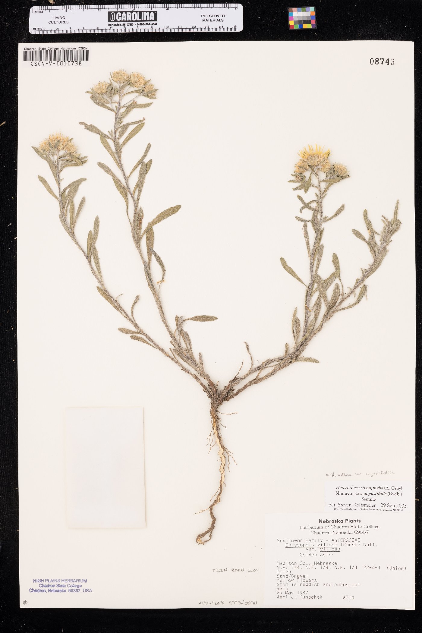 Heterotheca angustifolia image