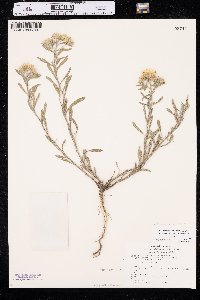 Heterotheca villosa var. angustifolia image