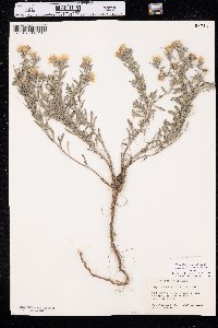 Heterotheca villosa var. angustifolia image