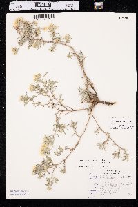 Heterotheca villosa var. angustifolia image