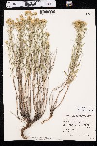 Heterotheca scabrifolia image