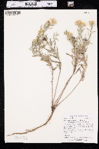 Heterotheca villosa var. angustifolia image