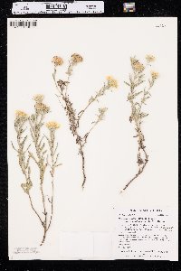 Heterotheca villosa var. angustifolia image