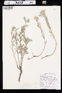 Heterotheca villosa var. angustifolia image