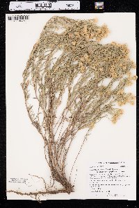 Heterotheca villosa var. angustifolia image