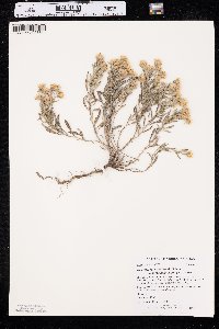 Heterotheca villosa var. angustifolia image