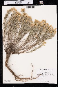 Heterotheca villosa var. angustifolia image