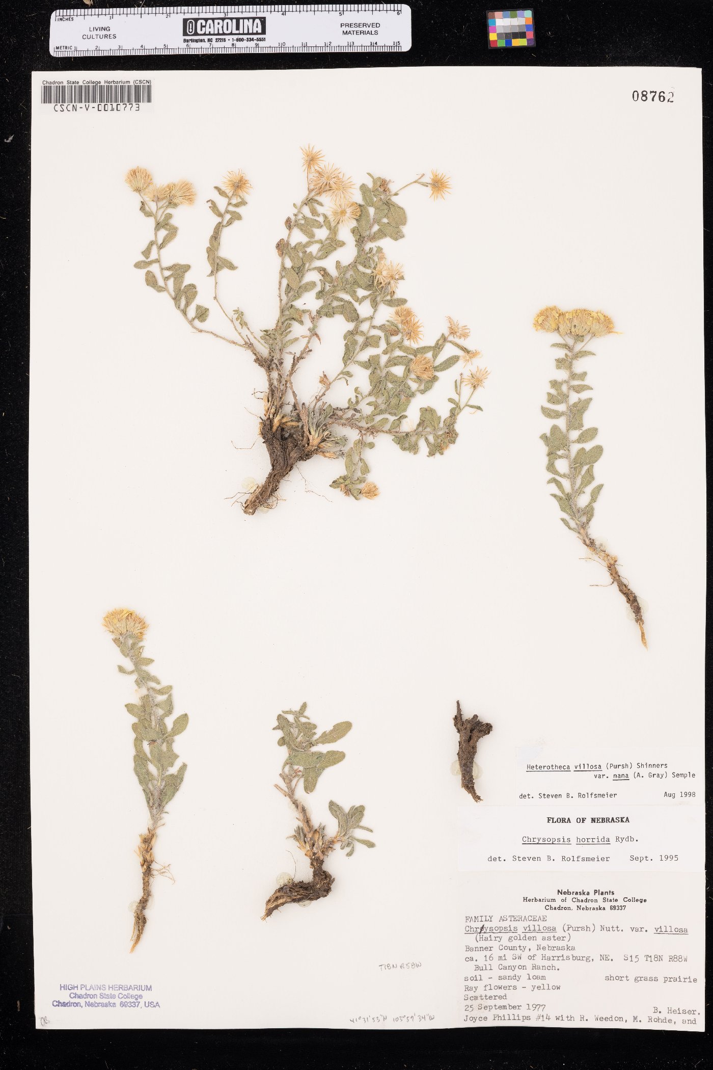 Heterotheca hirsutissima image