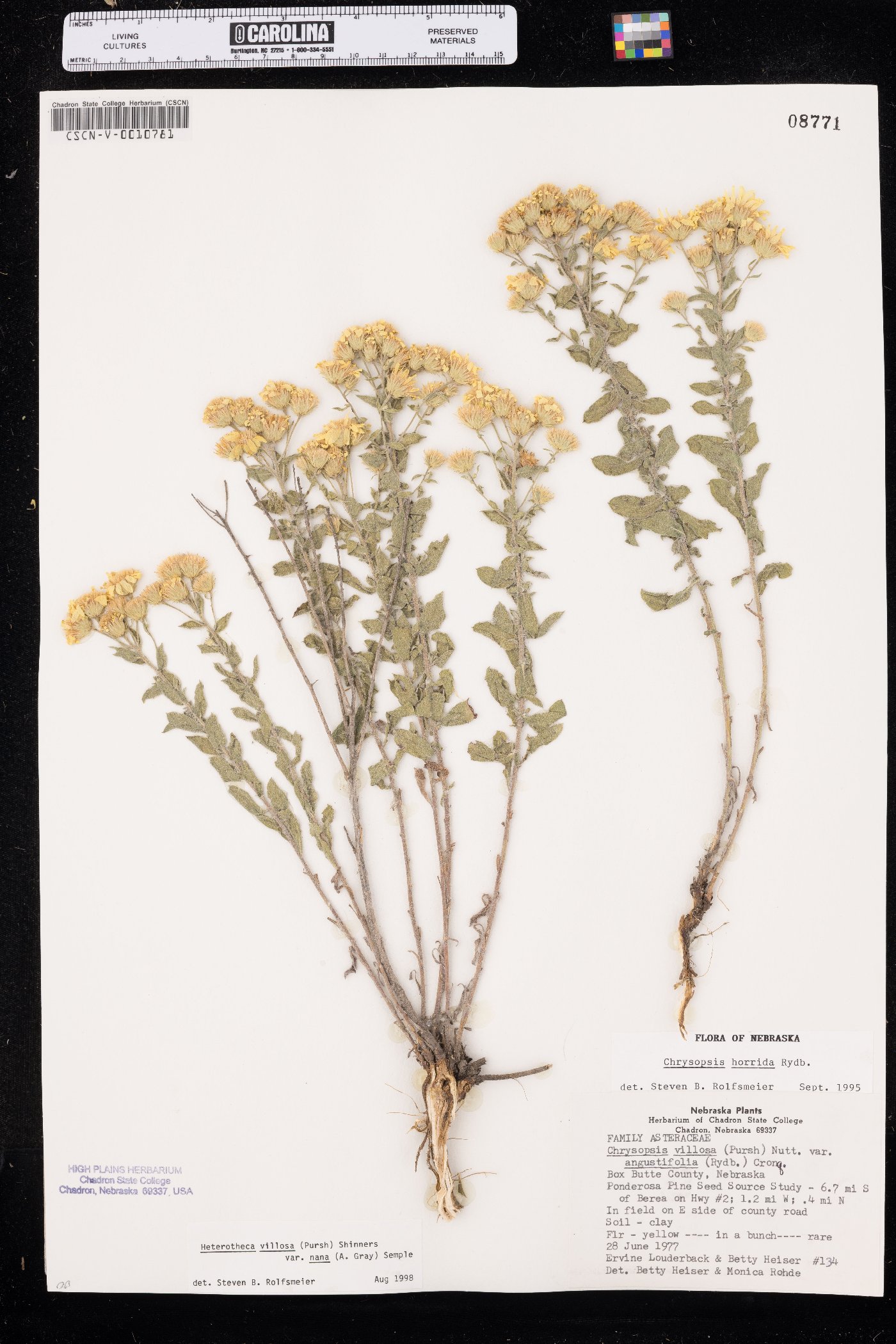 Heterotheca hirsutissima image