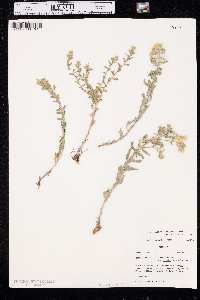 Heterotheca hirsutissima image