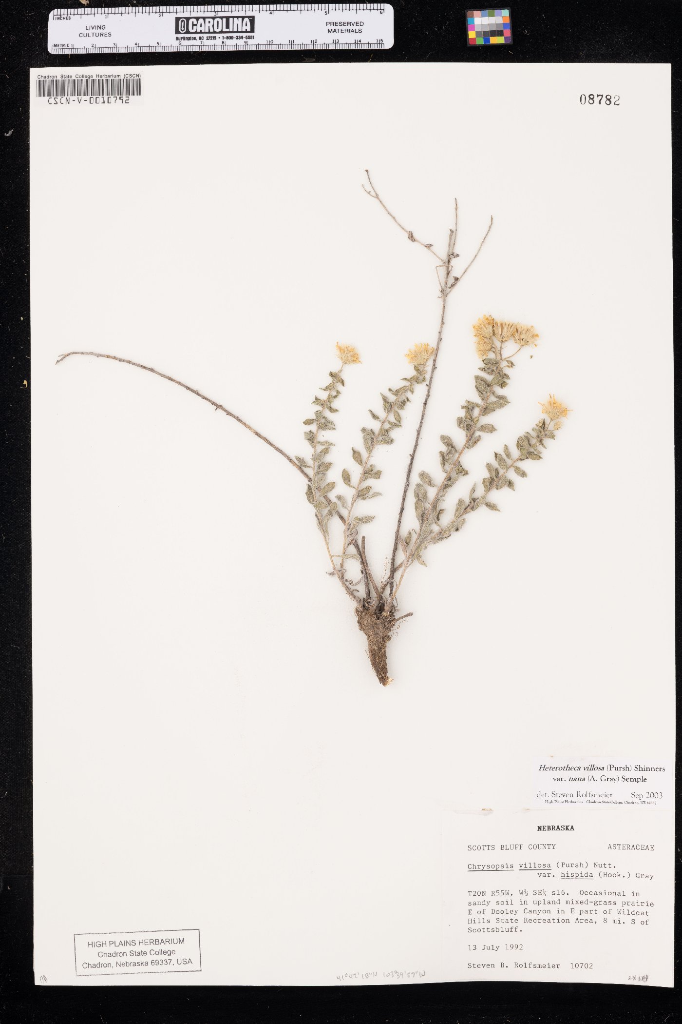 Heterotheca hirsutissima image