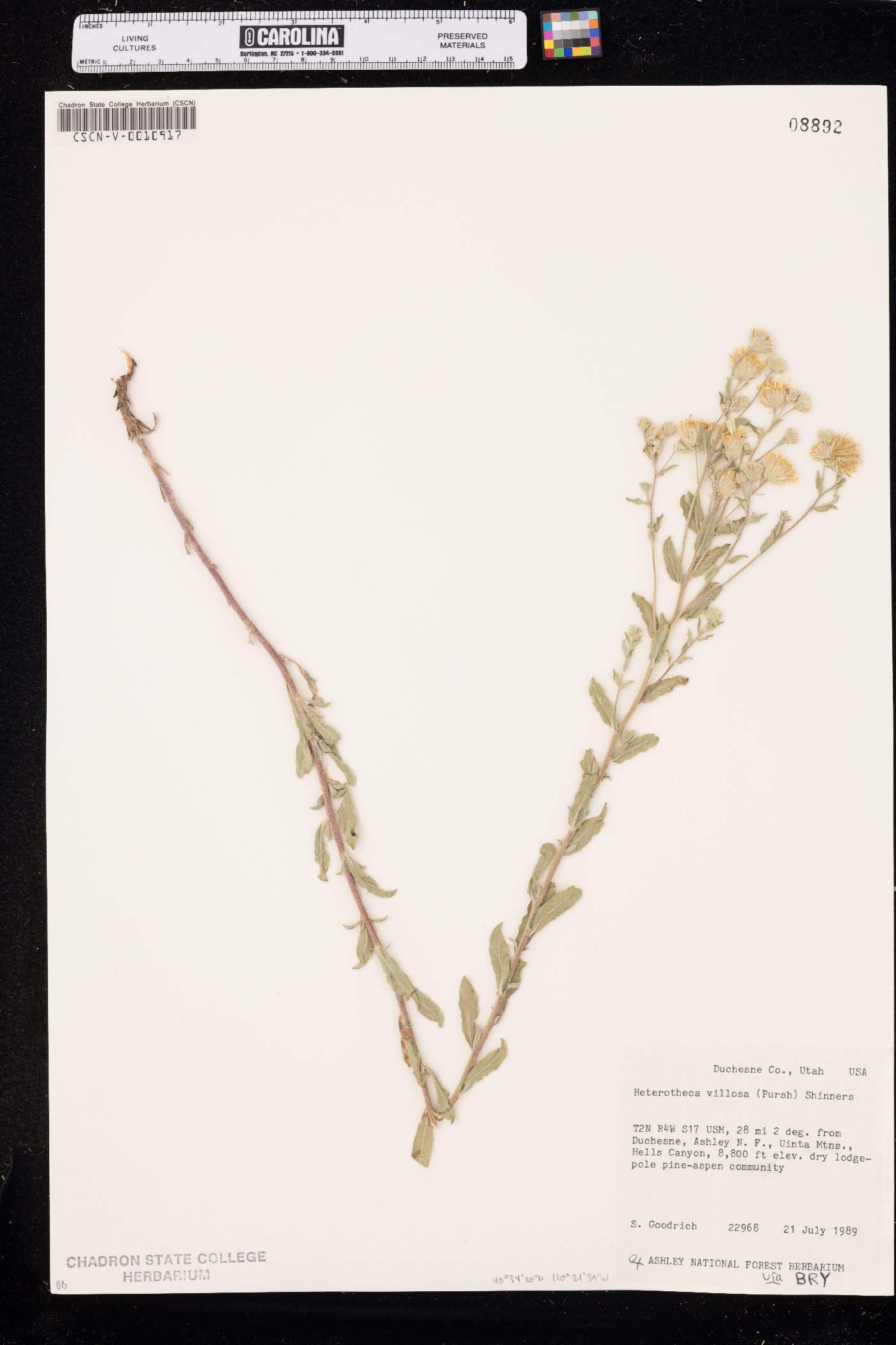 Heterotheca incensa image