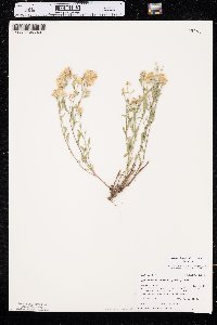 Media resource of Heterotheca depressa