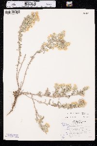 Heterotheca villosa var. villosa image