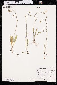 Hieracium gracile image