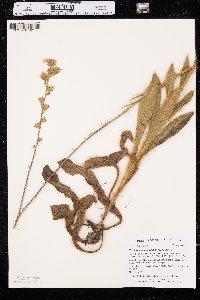 Hieracium longipilum image