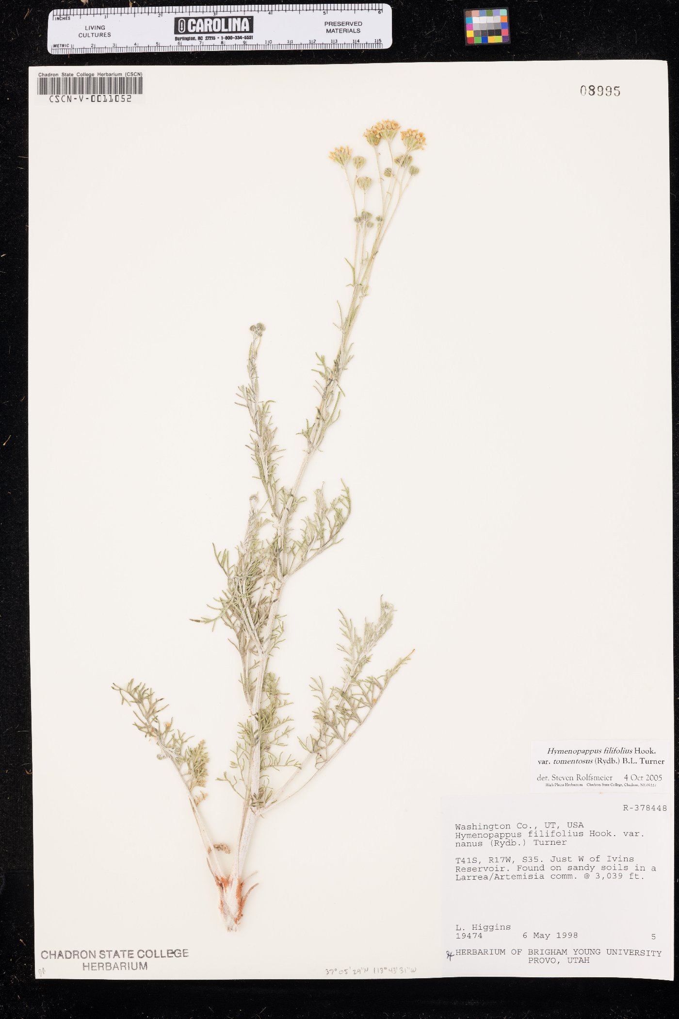 Hymenopappus filifolius var. tomentosus image