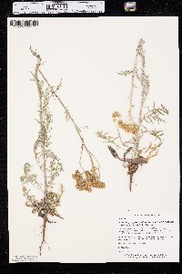 Hymenopappus scabiosaeus image